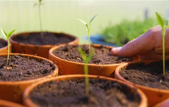 Gemüsepaprika - Pikieren Gemüsepaprika - Pikieren