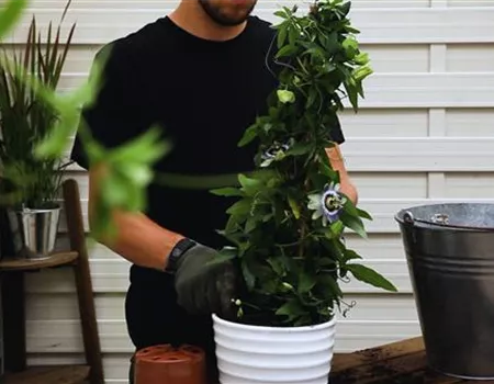 Passionsblume - Einpflanzen in ein Gefäß