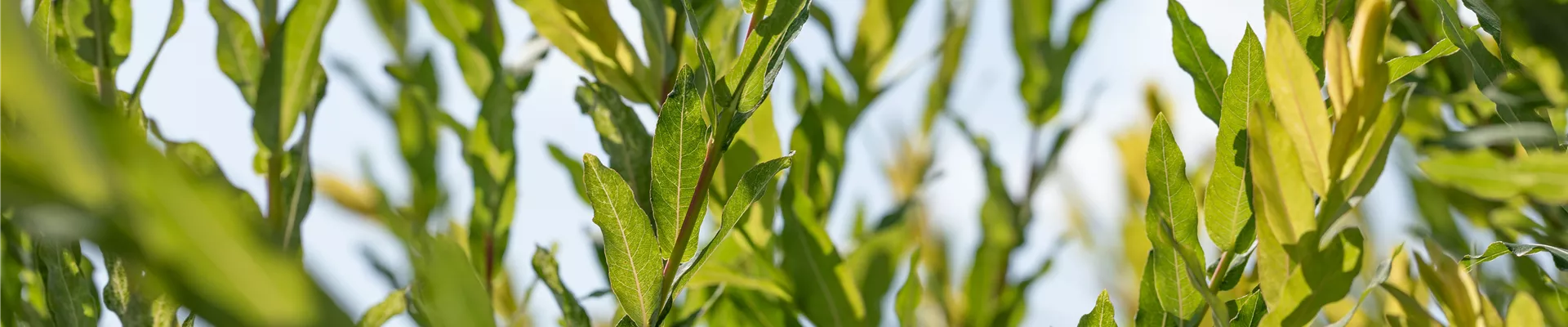 GS649226.jpg GS649226.jpg