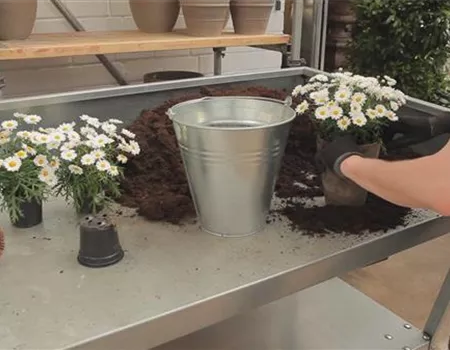 Margeriten - Einpflanzen in ein Gefäß