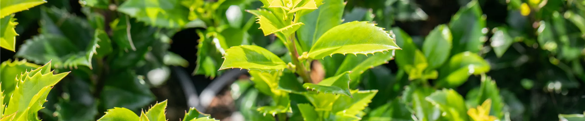 GS649934.jpg GS649934.jpg