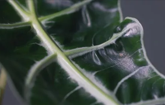 Zimmerpflanzenportrait - Pfeilblatt