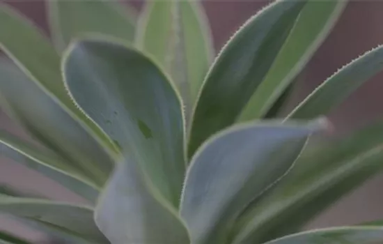 Mangave - Umtopfen Mangave - Umtopfen