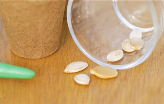 Speisekürbis - Aussaat Speisekürbis - Aussaat