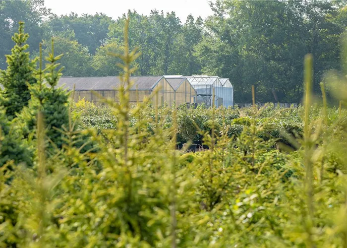 Geschichte Geschichte