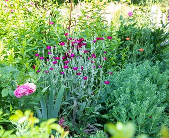 Alles hat seine Ordnung – Stauden pflegen das ganze Jahr