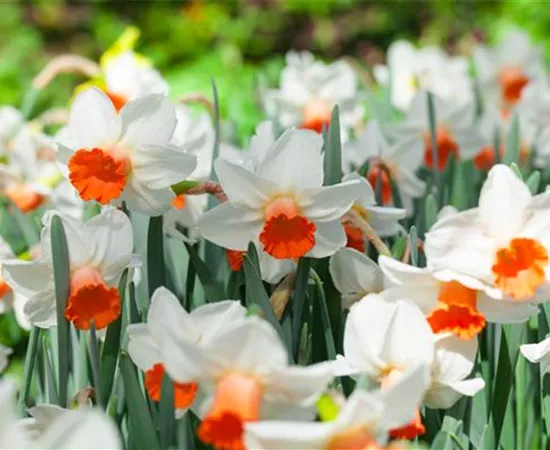 Alpenveilchen als Highlight in Haus und Garten