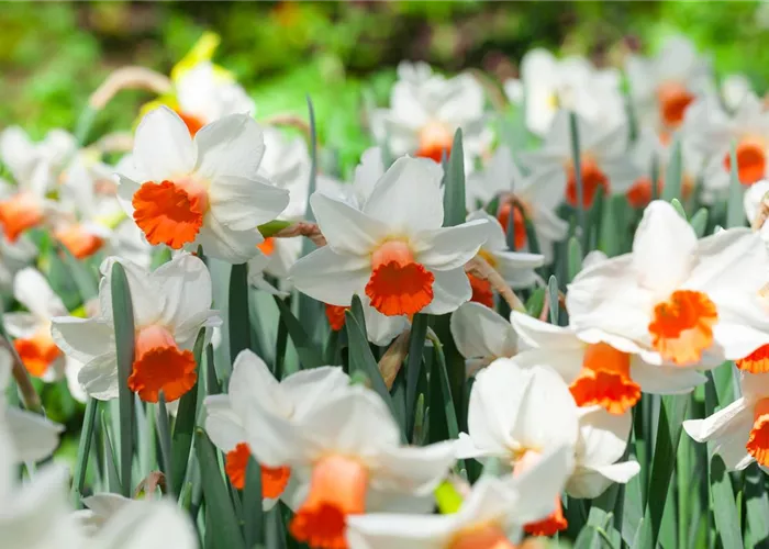 Alpenveilchen als Highlight in Haus und Garten