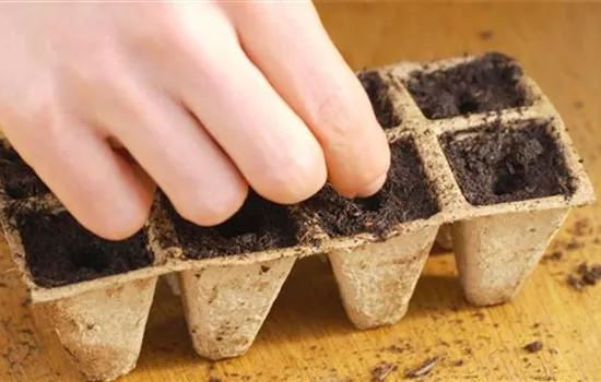 Hausgurke - Aussaat Hausgurke - Aussaat