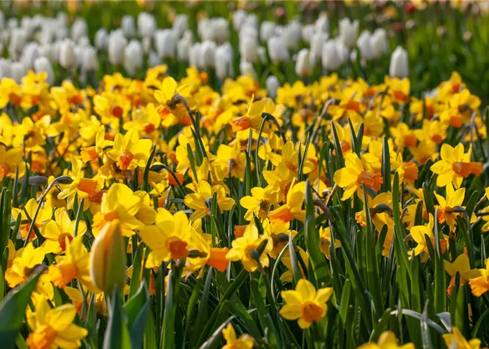 Alpenveilchen pflanzen und bunte Blüten bewundern