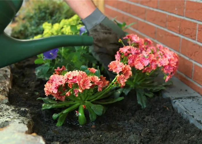 Gewöhnliche Bitterwurz - Einpflanzen im Garten Gewöhnliche Bitterwurz - Einpflanzen im Garten