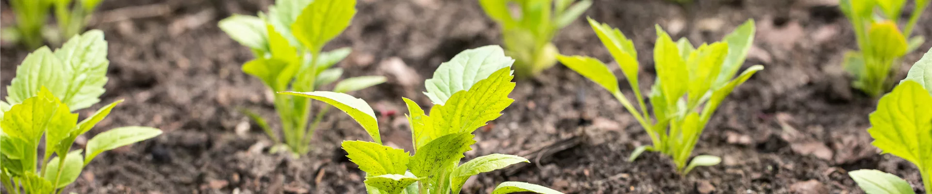 GS663103.jpg GS663103.jpg