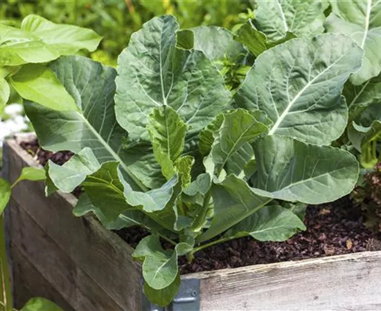 Darauf ist bei der Pflanzenpflege im Hochbeet zu achten