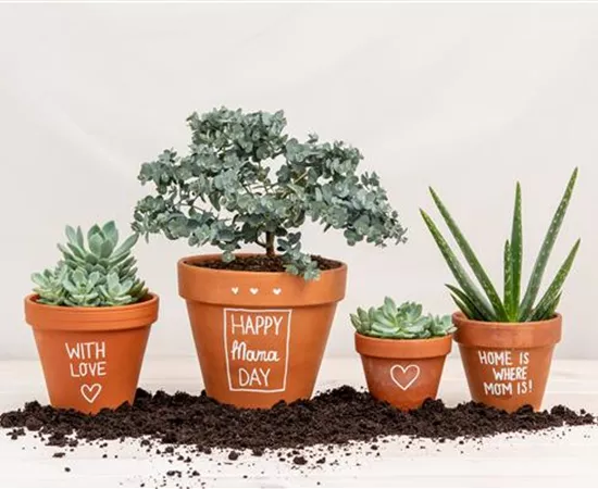 Danke Mama! – Die beliebtesten Blumen zum Muttertag Danke Mama! – Die beliebtesten Blumen zum Muttertag