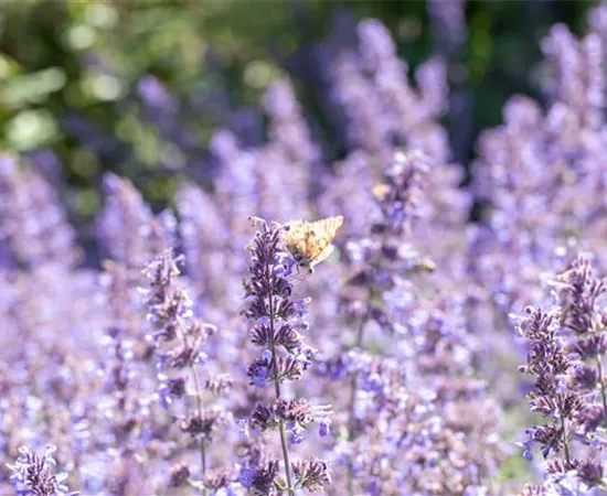 Pflanzen für sonnige Standorte – Unsere Top 10