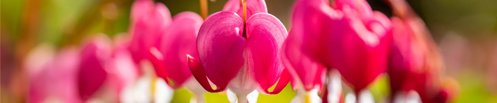 GS660952.jpg GS660952.jpg