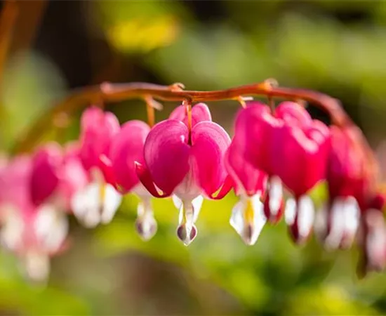 Die besten Pflanzen für den Schatten