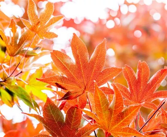 Die schönsten Gehölze für den goldenen Herbst Die schönsten Gehölze für den goldenen Herbst