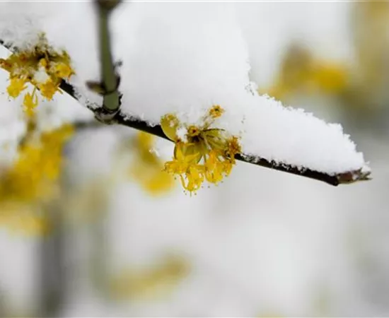 Winterblühende Gehölze für besondere Akzente im Winter
