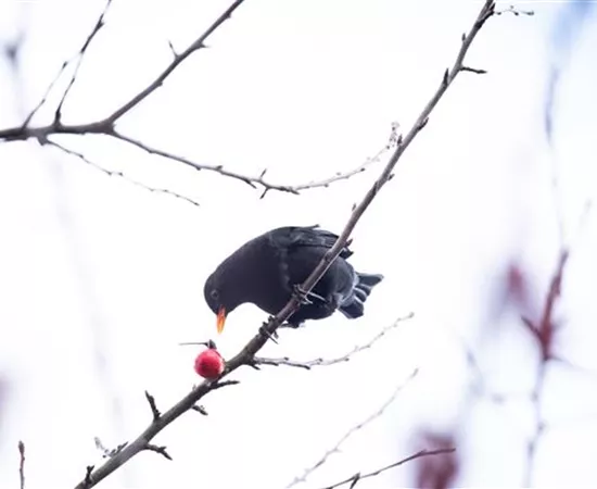 Gehölze als Nahrungsquelle für Vögel pflanzen Gehölze als Nahrungsquelle für Vögel pflanzen