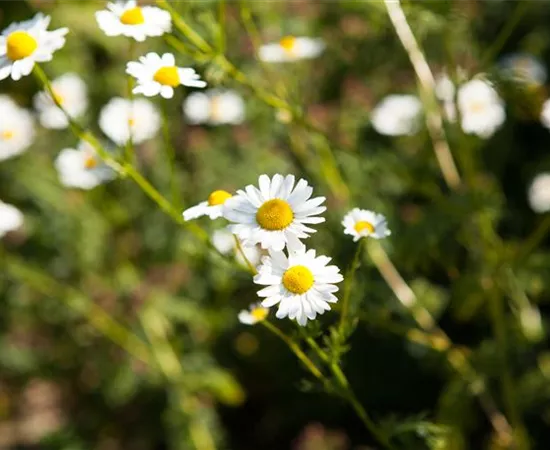 8 Pflanzen für die Gesundheit, die jeder kennen sollte