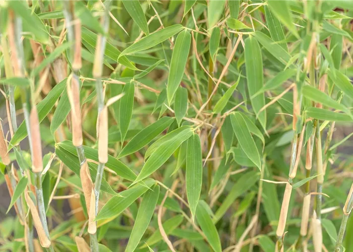 Begleitpflanzen für Bambus, die ihn in Szene setzen