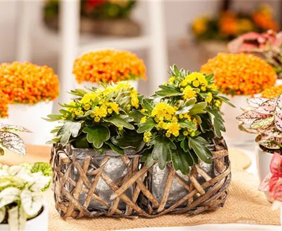 Balkonpflanzen im Herbst – Bunte Farben durch hübsche Blüten und Blätter