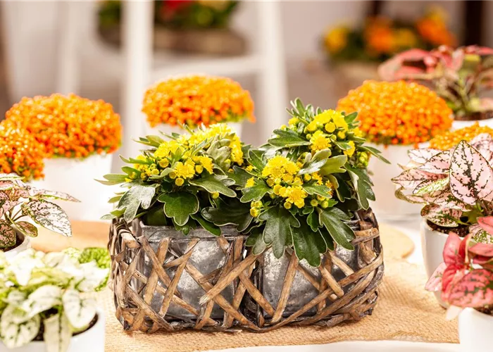 Balkonpflanzen im Herbst – Bunte Farben durch hübsche Blüten und Blätter