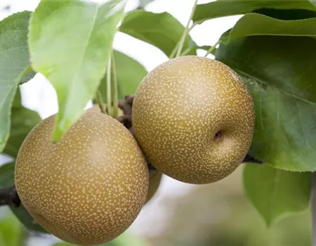 Pyrus com. 'Benita' -R- Pyrus com. 'Benita' -R-