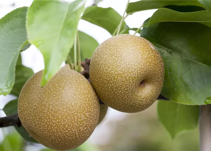 Pyrus com. 'Benita' -R-