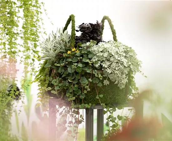 Blattschmuckpflanzen sorgen für Ruhe und Harmonie im Garten Blattschmuckpflanzen sorgen für Ruhe und Harmonie im Garten