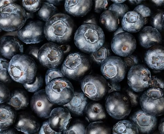 Blaubeere oder Schwarzbeere – die Heidelbeere hat viele Namen und viel Geschmack