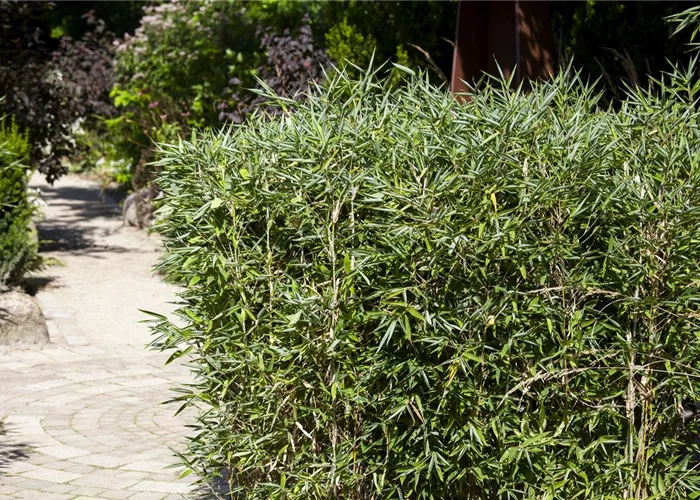 Bambus kaufen und einen Hauch Fernost genießen