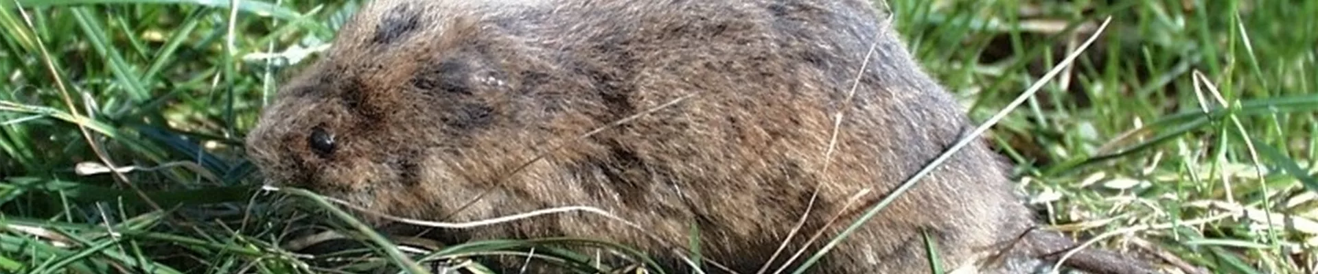 wuelmaus1-800x600.jpg wuelmaus1-800x600.jpg