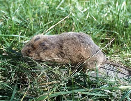 Das jeweils richtige Mittel zur Schädlingsbekämpfung finden Das jeweils richtige Mittel zur Schädlingsbekämpfung finden