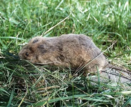 Das jeweils richtige Mittel zur Schädlingsbekämpfung finden Das jeweils richtige Mittel zur Schädlingsbekämpfung finden