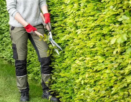 Dekorativ und praktisch zugleich: Die Hecke als Sichtschutz  Dekorativ und praktisch zugleich: Die Hecke als Sichtschutz