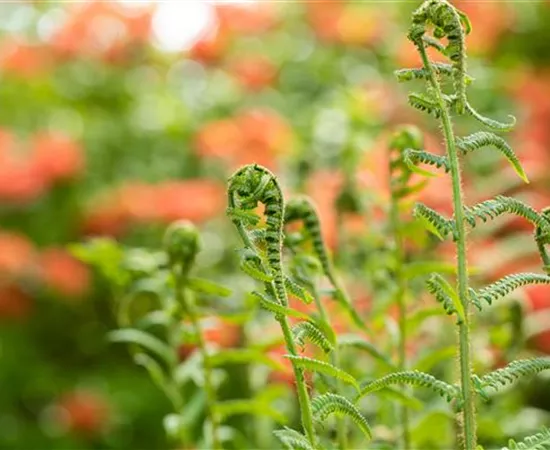 Der richtige Umgang mit giftigen Farnen im Garten Der richtige Umgang mit giftigen Farnen im Garten