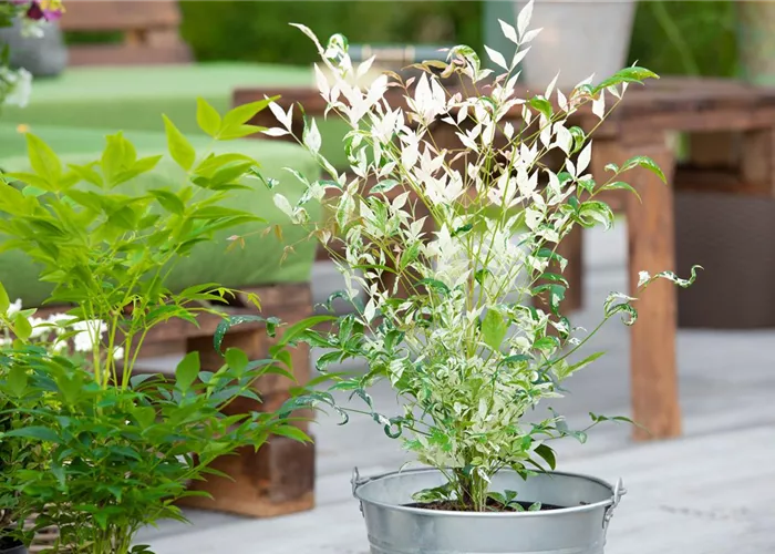 Bambus pflegen und Garten und Balkon verschönern