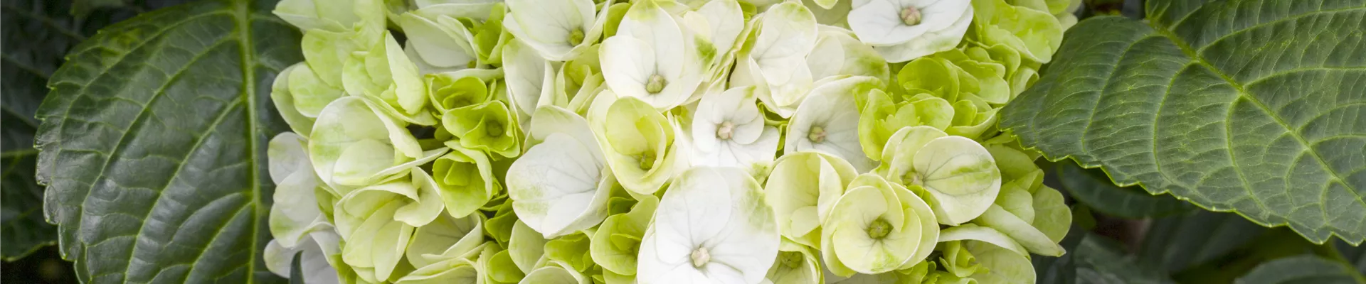 GS498465.jpg GS498465.jpg