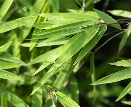 Ein asiatischer Garten als Oase der Ruhe
