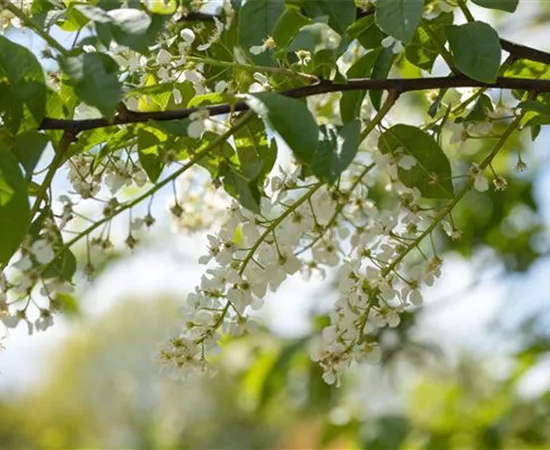 Einen stattlichen Kirschbaum im Garten anpflanzen und pflegen