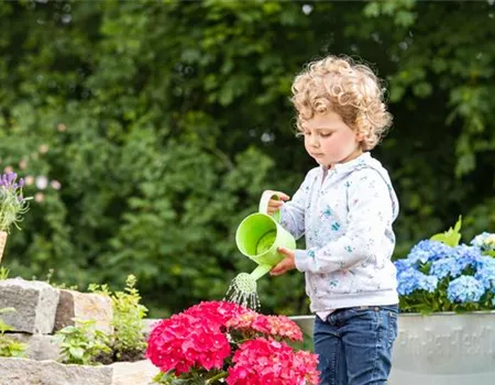 Für bunte Blütenpracht Hortensien pflegen und richtig düngen Für bunte Blütenpracht Hortensien pflegen und richtig düngen
