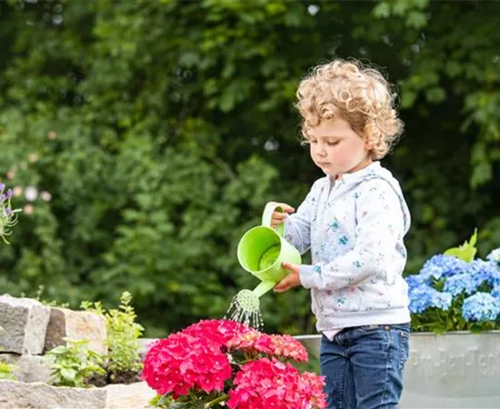 Für bunte Blütenpracht Hortensien pflegen und richtig düngen Für bunte Blütenpracht Hortensien pflegen und richtig düngen