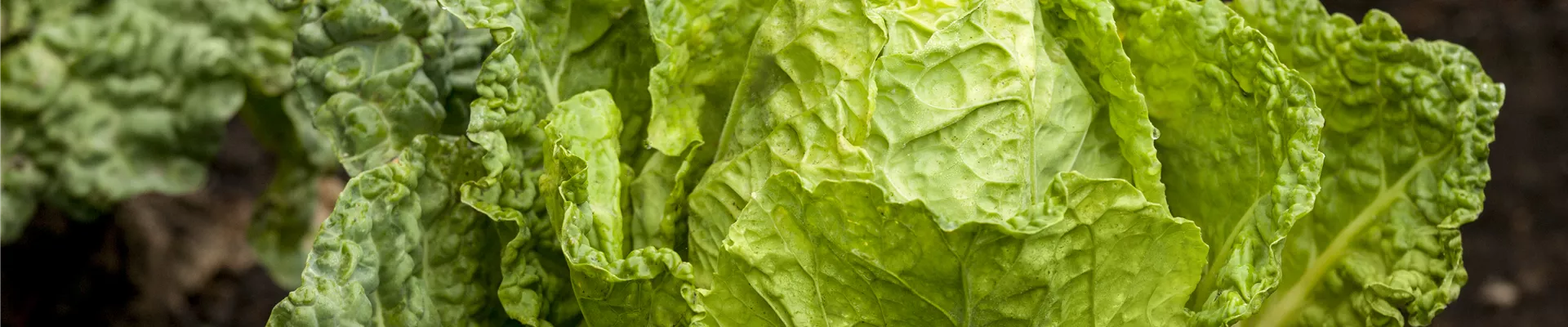 GS443445.jpg GS443445.jpg