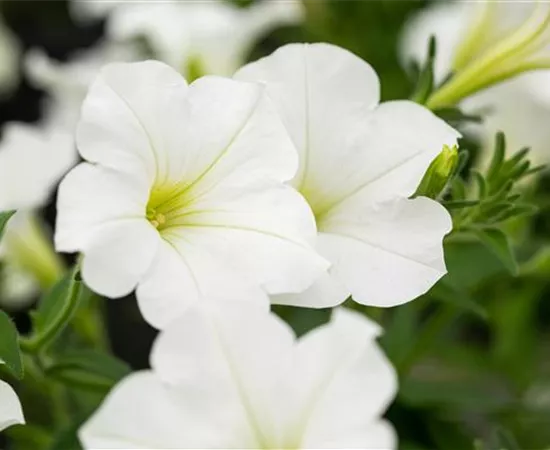 Beet und Balkon bepflanzen und bunt ins neue Gartenjahr starten