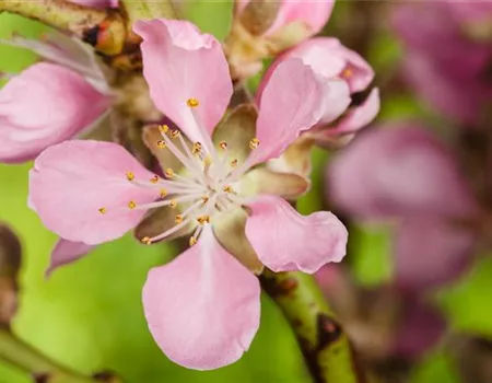 Gesund und lecker: Die Mandeln vom Mandelbaum aus dem Garten Gesund und lecker: Die Mandeln vom Mandelbaum aus dem Garten