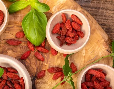 Goji-Beeren – Superfood aus Fernost im eigenen Garten Goji-Beeren – Superfood aus Fernost im eigenen Garten