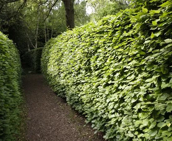 Gut geschützt – Hecken pflanzen und den Garten ungestört genießen Gut geschützt – Hecken pflanzen und den Garten ungestört genießen