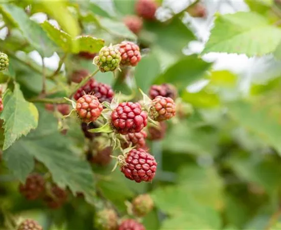 Im Frühjahr Brombeeren pflanzen für eine erfolgreiche Ernte Im Frühjahr Brombeeren pflanzen für eine erfolgreiche Ernte